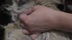 Как удалить колтун у кошки