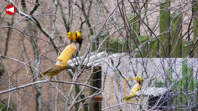 Panasonic LUMIX GH6 - Das Flaggschiff der G-Serie смотреть онлайн