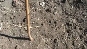 Обрезка персика после посадки.  Формировка веретено