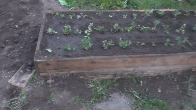 СДЕЛАЛИ КРАСИВЫЕ ГРЯДКИ В ТЕПЛИЦЕ ИЗ ПОДОКОННИКОВ!!! смотреть онлайн
