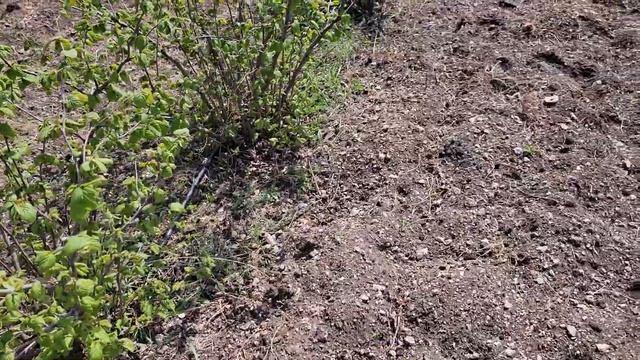 Фундук Трапезунд. В Крыму 22 градуса. Цветение фруктовых деревьев. смотреть онлайн