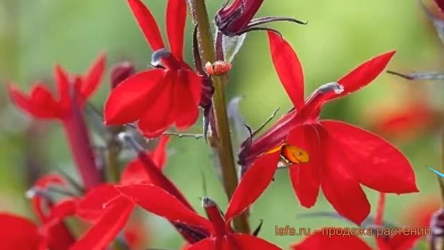 Лобелия прекрасная Вулкан Ред ? лобелия Вулкан Ред обзор: как сажать семена лобелии Вулкан Ред смотреть онлайн