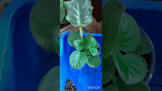 отделение больших деток фиалок🌷 с сохранением маленьких☘ смотреть онлайн