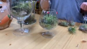 Необычное комнатное растение. Чудо природы - Тилландсия атмосферная.