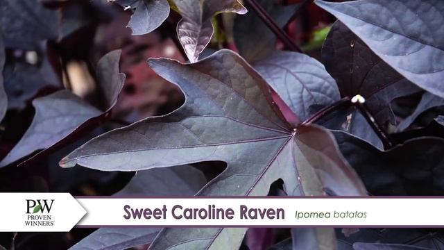 Sweet Caroline Raven Ipomoea-- A P Allen Smith Favorite! смотреть онлайн