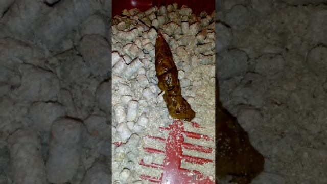 Аскарида кошачья живая, после глистогонки смотреть онлайн