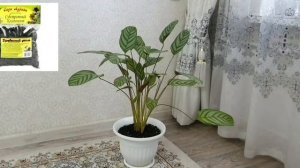 Ктенанта. Уход за ктенантой в домашних условиях // Ктенанта гүлінің үй жағдайындағы күтімі.