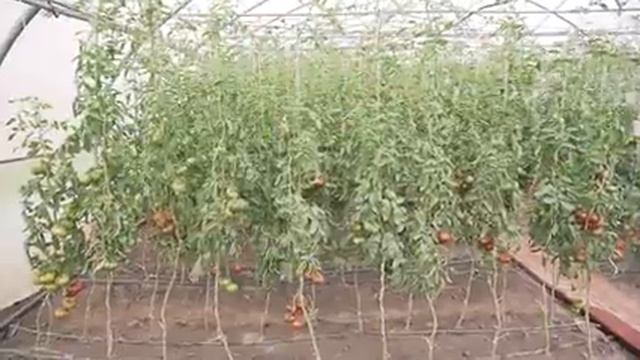 Один из самых красивых томатов на 2021 год. Сорт Амурский Тигр смотреть онлайн