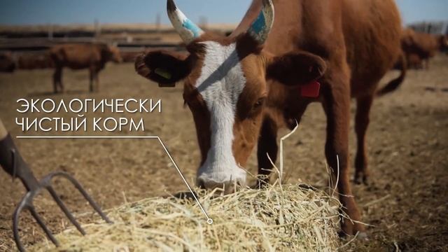 АГРОФИРМА «ЖЕЛТОРАНГЫ» | Калмыцкая порода - старейшая порода крупного рогатого скота смотреть онлайн