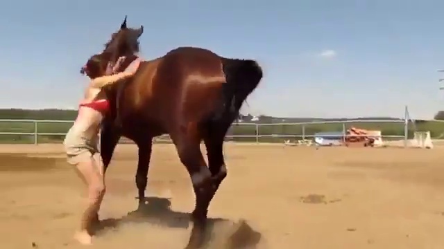 понятливая лошадка смотреть онлайн