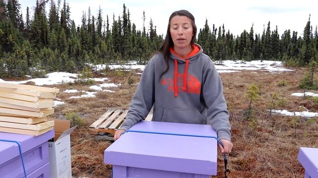 Installing Bee Packages | Beekeeping in Alaska смотреть онлайн