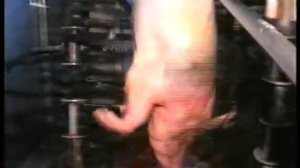 Линия убоя свиней от компании ПОС