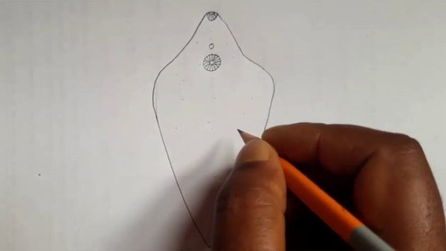 How to draw liverfluke || Fasciola hepatica || Easy way || Step by step смотреть онлайн