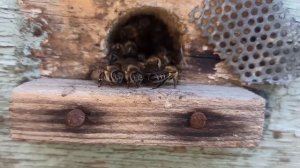 ГНИЛЕЦ У ПЧЁЛ, КАК С НИМ БОРОТЬСЯ, ОДИН ИЗ МЕТОДОВ.?