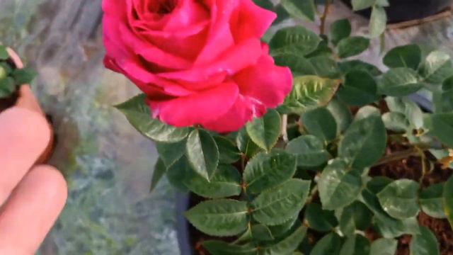 Noblesse  (Ноблесс)Tantau Германия, 2021Чайно-гибридные (Hybrid Tea)