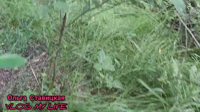 ПРОГУЛКА В ЛЕСУ🌲🌳POLSKIE LASY SYBERIA🤔🌲13.06.21 смотреть онлайн