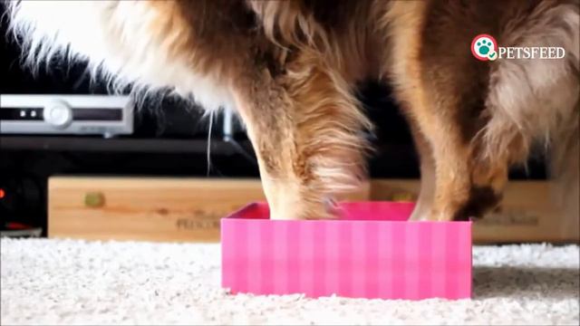 Top 10 Medium Sized Dog Breeds Video смотреть онлайн