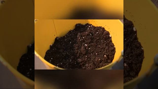 Мини садик в плошке / Как своими руками сделать мини садик смотреть онлайн