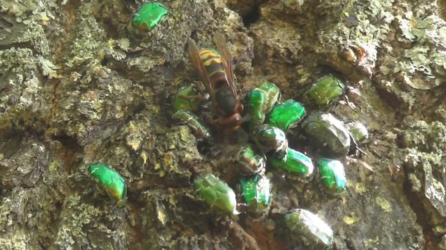 Шершни, Бронзовка золотистая, муравьи.. мир насекомых. смотреть онлайн