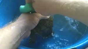 Красноухая черепаха. Правильный уход за панцирем.