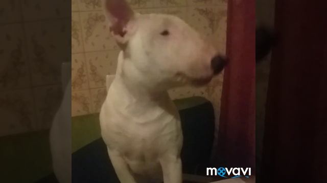 Бультерьер поет? смотреть онлайн