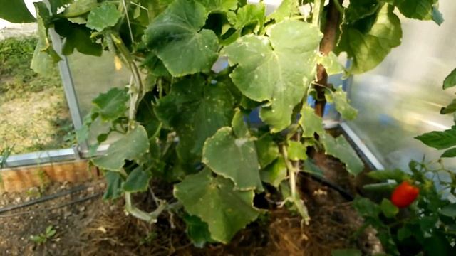 Обзор теплицы (помидоры, перцы, огурцы)