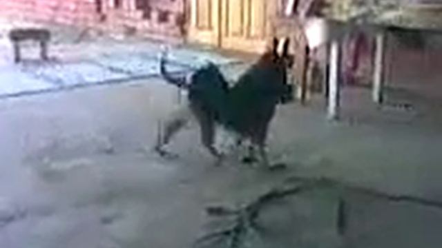 Кошка и курица смотреть онлайн