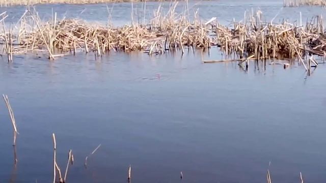 Рыбалка 2020 . Ловля карася на красного червя!