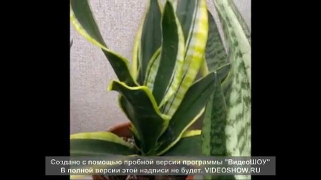 САНСЫ В НОЯБРЕ смотреть онлайн