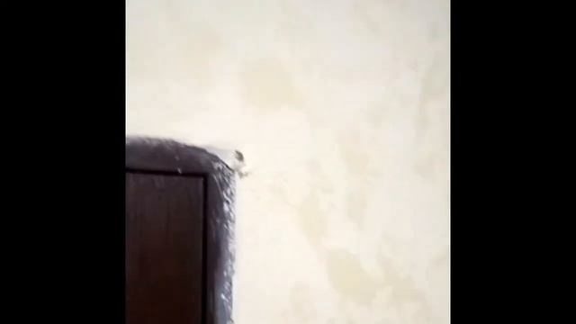 Декоративна штукатурка Гротто (Grotto)