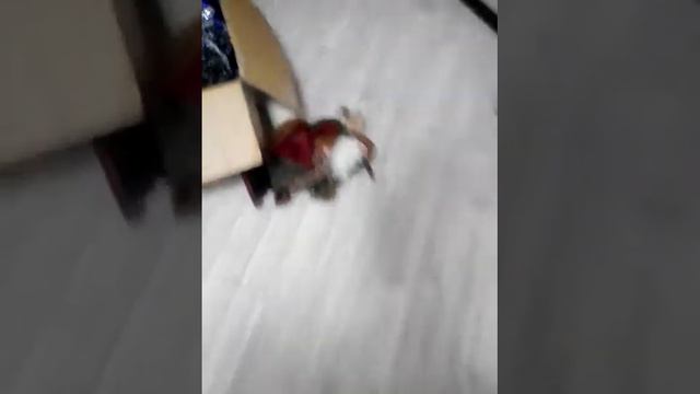 Хорек против деда мороза смотреть онлайн