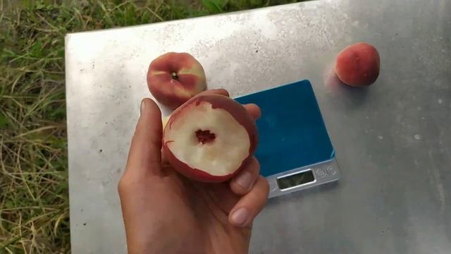 Персик Свит кап, Вайт леди, нектарин Сильвер мун смотреть онлайн