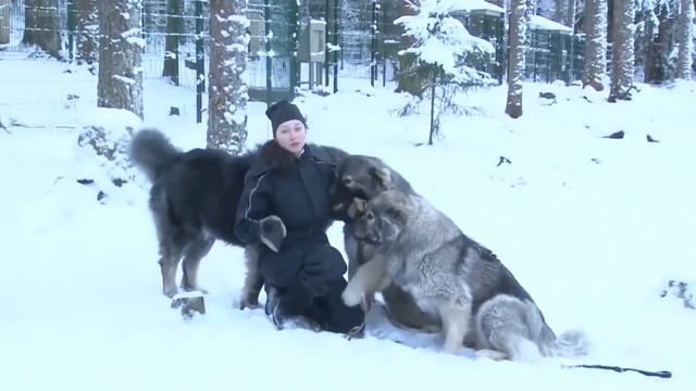 Кавказская овчарка. ZooPlace.Ru смотреть онлайн