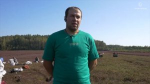 Как выращивание клюквы превратить в прибыльный бизнес