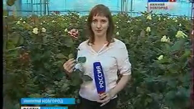 какие розы нужно покупать? смотреть онлайн