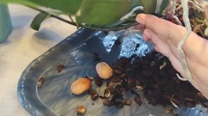 Фитильный полив.Обязательно получится-это легко.Немного тонкостей посадки и полива Орхидеи на фитиле