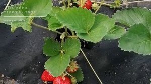 "СОРТ КЛУБНИКИ ГИГАНТСКИЙ ДЕЛИКАТЕС" - ЗАМЕЧАТЕЛЬНЫЙ ВКУС И РАЗМЕРЧИК