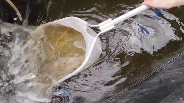 We saved 16 Monster Fish in 3.5 Hours смотреть онлайн