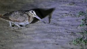 Ночные танцы вальдшнепа (вальдшнеп танцует) ... финская полька