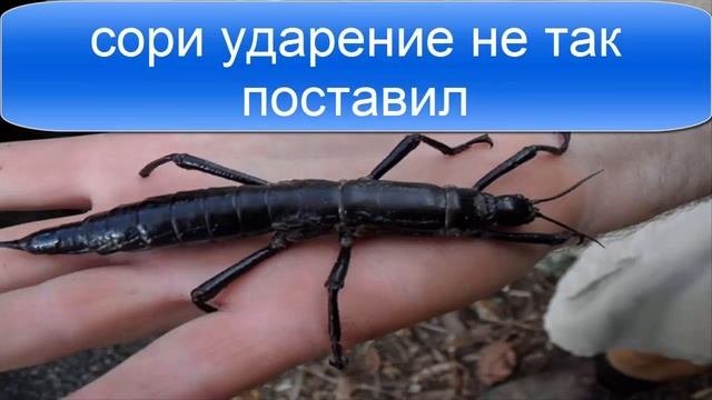 Топ 10 самых больших насекомых смотреть онлайн