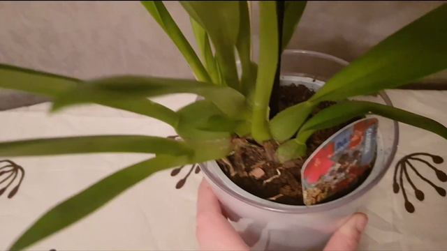 Орхидея Камбрия. Burrageara Nelly Isler&Cambria Bobcat.