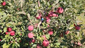 Яблоня Хоней Крисп persikovod.com