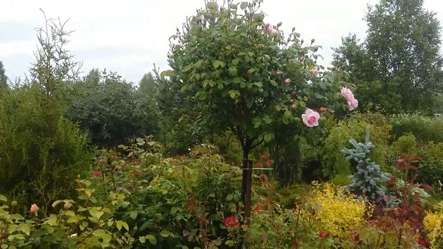 Штамбовые розы зацветают. Штамбы из питомника Ленса-лучшие!! смотреть онлайн