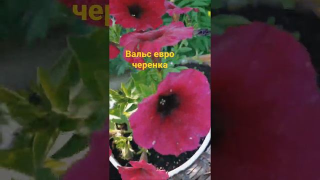 Вальс Еврочеренка смотреть онлайн