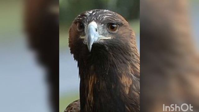 УНИКАЛЬНЫЕ ЛЕСА России смотреть онлайн