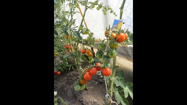 Лучшие Сорта Перца Сладкого от Ольги. смотреть онлайн