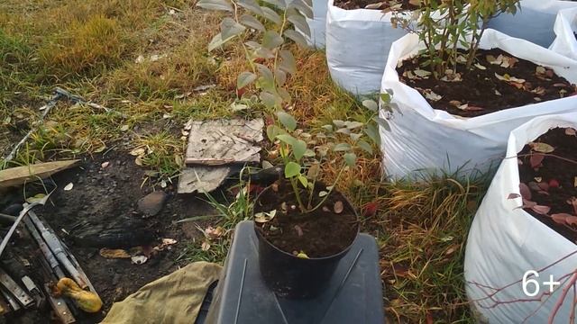 Выращивание голубики в контейнерах. Очень важен объем торфа для развития голубики сравнение смотреть онлайн