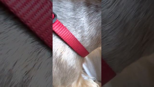 Папиллома в ухе у собаки Тутти, йорк , 4 кг смотреть онлайн