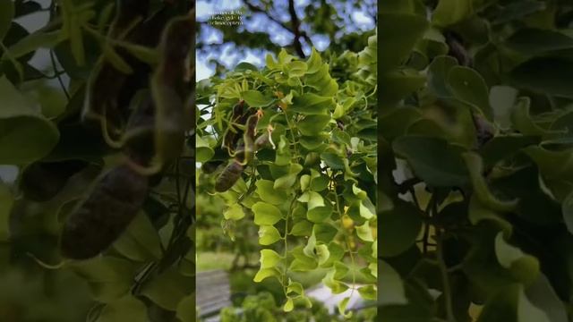 Главный ботанический сад, Алматы Казахстан смотреть онлайн