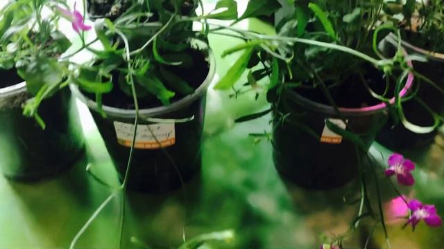 ОБЗОР в апреле ! Зацвели новинки петунии и крепыши овощи🌱!#обзоррассады#рассадацветов#бугенвилия смотреть онлайн